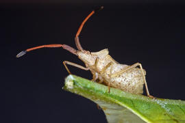 Syromastus rhombeus / Rhombenwanze / Randwanzen - Coreidae