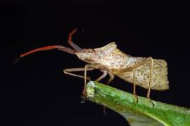 Syromastus rhombeus / Rhombenwanze / Randwanzen - Coreidae