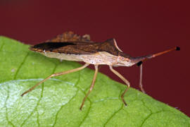 Syromastus rhombeus / Rhombenwanze / Randwanzen - Coreidae