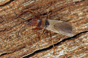 Brachyplax tenuis (forma rufipes) / Schmale Mohnwanze / Bodenwanzen - Lygaeidae - Oxycareninae