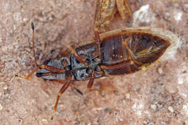 Cymus glandicolor / Nussfarbige Poren-Langwanze / Bodenwanzen - Lygaeidae - Cyminae (Cymidae)