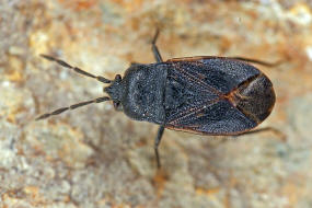 Drymus ryeii / Schwarze Bodenwanze / Bodenwanzen - Lygaeidae