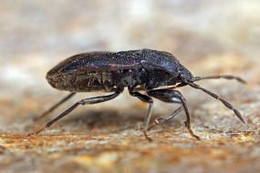 Drymus ryeii / Schwarze Bodenwanze / Bodenwanzen - Lygaeidae