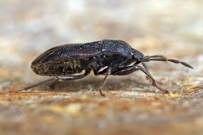 Drymus ryeii / Schwarze Bodenwanze / Bodenwanzen - Lygaeidae