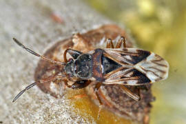 Scolopostethus affinis / Nesselwicht / Bodenwanzen - Lygaeidae - Rhyparochrominae