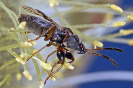 Scolopostethus affinis / Nesselwicht / Bodenwanzen - Lygaeidae - Rhyparochrominae