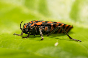 Spilostethus saxatilis / Knappe / Bodenwanzen - Lygaeidae - Lygaeinae