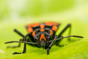 Spilostethus saxatilis / Knappe / Bodenwanzen - Lygaeidae - Lygaeinae