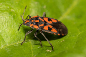 Spilostethus saxatilis / Knappe / Bodenwanzen - Lygaeidae - Lygaeinae