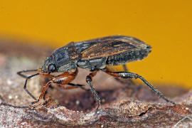 Trapezonotus arenarius / Sand-Bodenwanze / Acker-Trapp / Bodenwanzen - Lygaeidae