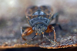 Trapezonotus arenarius / Sand-Bodenwanze / Acker-Trapp / Bodenwanzen - Lygaeidae