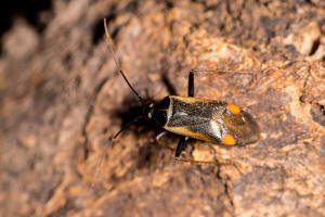 Adelphocoris seticornis / Gelbsaum-Zierwanze / Weichwanzen - Miridae