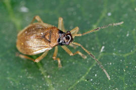 Bryocoris pteridis / Farn-Pumpel / Weichwanzen - Miridae