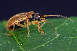 Bryocoris pteridis / Farn-Pumpel / Weichwanzen - Miridae