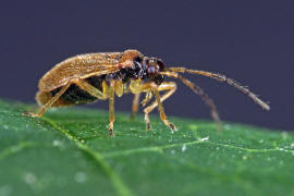 Bryocoris pteridis / Farn-Pumpel / Weichwanzen - Miridae