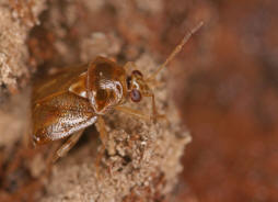 Deraeocoris lutescens / Glnzende Weichwanze / Weich-, Blinwanzen - Miridae