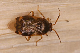 Deraeocoris lutescens / Glnzende Weichwanze / Weich-, Blinwanzen - Miridae