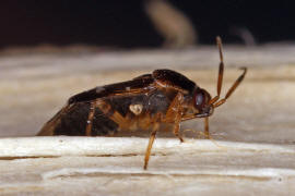 Deraeocoris lutescens / Glnzende Weichwanze / Weich-, Blinwanzen - Miridae