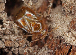 Deraeocoris lutescens / Glnzende Weichwanze / Weich-, Blinwanzen - Miridae