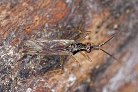 Dicyphus errans / Unbestndiger Schmalhans / Weichwanzen - Miridae