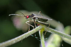 Dicyphus errans / Unbestndiger Schmalhans / Weichwanzen - Miridae