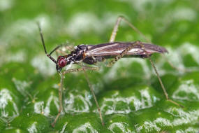 Dicyphus errans / Unbestndiger Schmalhans / Weichwanzen - Miridae