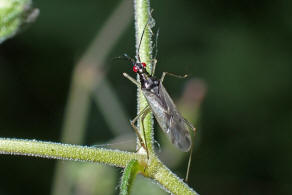 Dicyphus errans / Unbestndiger Schmalhans / Weichwanzen - Miridae