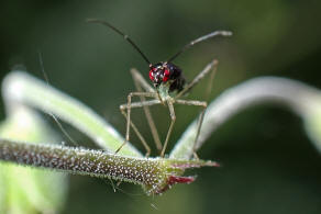 Dicyphus errans / Unbestndiger Schmalhans / Weichwanzen - Miridae