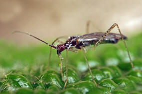 Dicyphus errans / Unbestndiger Schmalhans / Weichwanzen - Miridae