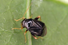 Halticus apterus / Gemeine Springwanze / Weichwanzen - Miridae