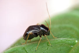 Halticus apterus / Gemeine Springwanze / Weichwanzen - Miridae