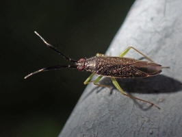 Heterotoma planicornis / Dickfhlerweichwanze / Weichwanzen - Miridae