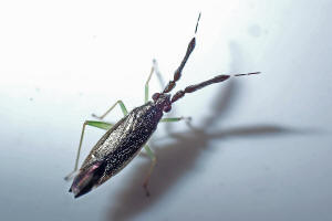 Heterotoma planicornis / Dickfhlerweichwanze / Weichwanzen - Miridae