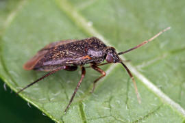 Lepidargyrus ancorifer / Ohne deutschen Namen / Weichwanzen - Miridae
