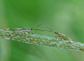 Leptopterna dolabrata / Graswanze / Langhaarige Dolchwanze / Miridae - Weichwanzen (Nymphen)