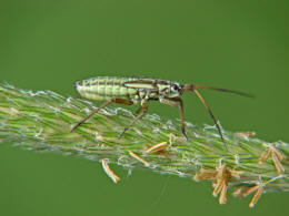 Leptopterna dolabrata / Graswanze / Langhaarige Dolchwanze / Miridae - Weichwanzen (Nymphen)