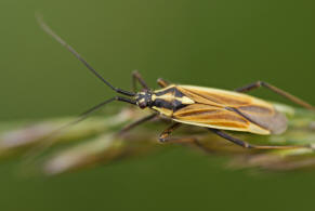 Leptopterna dolabrata / Graswanze / Langhaarige Dolchwanze / Miridae - Weichwanzen (Mnnchen)