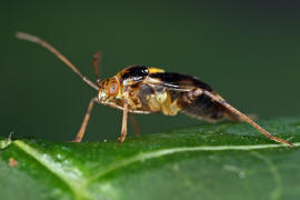 Liocoris tripustulatus / Gepunktete Nesselwanze / Weichwanzen - Miridae