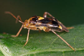 Liocoris tripustulatus / Gepunktete Nesselwanze / Weichwanzen - Miridae