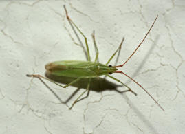 Trigonotylus caelestialium / Ohne deutschen Namen / Familie: Weichwanzen - Miridae / Unterordnung: Wanzen - Heteroptera