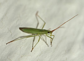 Trigonotylus caelestialium / Ohne deutschen Namen / Familie: Weichwanzen - Miridae / Unterordnung: Wanzen - Heteroptera