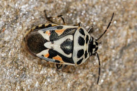 Eurydema ornata / Schwarzrckige Gemsewanze / Baumwanzen - Pentatomidae