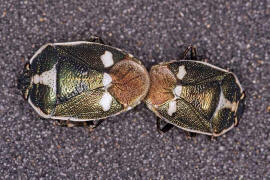 Eurydema oleraceum / Kohlwanze / rote Farbvariante / Baumwanzen - Pentatomidae