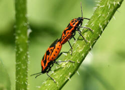 Eurydema ornata / Schwarzrckige Gemsewanze / Baumwanzen - Pentatomidae