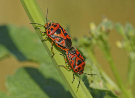 Eurydema ornata / Schwarzrckige Gemsewanze / Baumwanzen - Pentatomidae