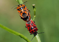 Eurydema ornata / Schwarzrckige Gemsewanze / Baumwanzen - Pentatomidae