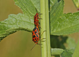 Eurydema ornata / Schwarzrckige Gemsewanze / Baumwanzen - Pentatomidae