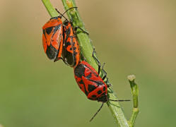 Eurydema ornata / Schwarzrckige Gemsewanze / Baumwanzen - Pentatomidae