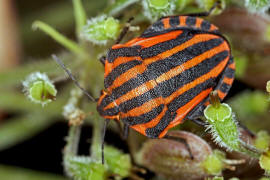 Graphosoma italicum / Streifenwanze / Baumwanzen - Pentatomidae