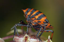 Graphosoma italicum / Streifenwanze / Baumwanzen - Pentatomidae